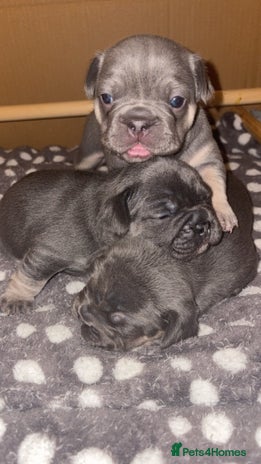 French Bulldog dogs ✨3 beautiful French bulldogs✨ - Advert 1
