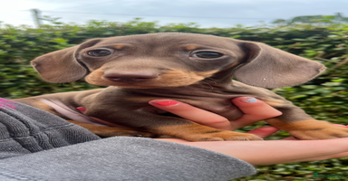Dachshund dogs - Advert 7