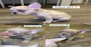 French Bulldog dogs in Ripley - Advert 5