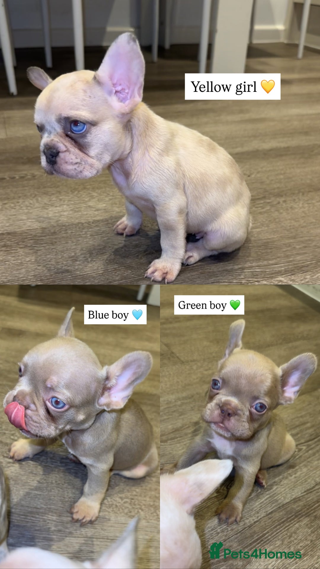 French Bulldog dogs for sale: ‼️ READY TO LEAVE NOW -3 French bulldog pups left! in Ripley - Image 2