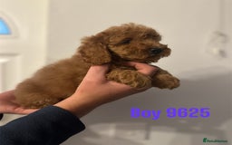 Cockapoo dogs for sale: DEEP RED COCKAPOOS READY NOW - Image 3
