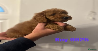 Cockapoo dogs - Advert 3