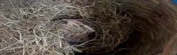 Quail poultry for sale: 2 Coturnix quail (white male & female pair)  in Heywood - Advert 3