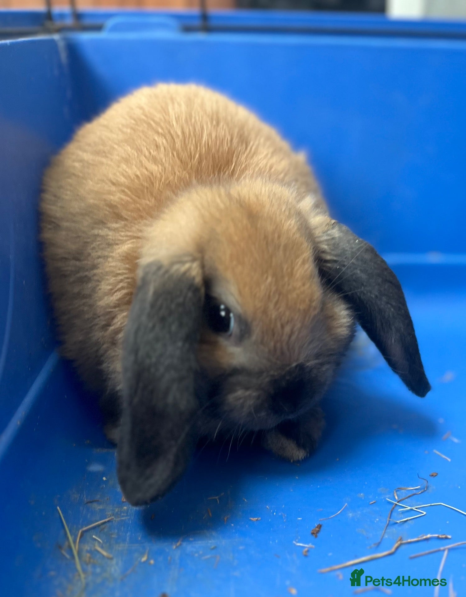 Mini Lop rabbits Beautiful Sooty Fawn Mini Lop Girl Ready Now! - Advert 5