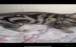 British Shorthair cats for sale: 3 kittens - Image 4