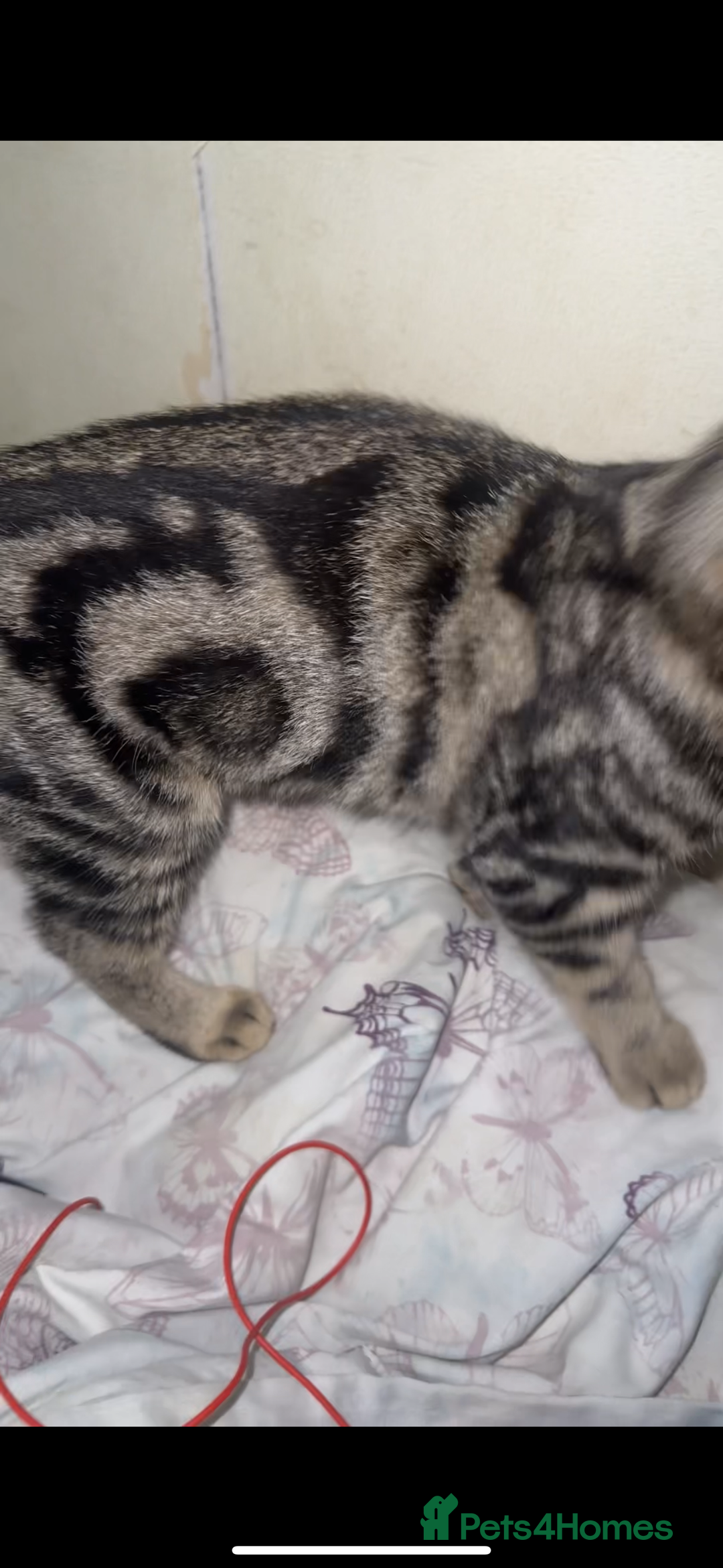 British Shorthair cats for sale: 3 kittens - Image 4