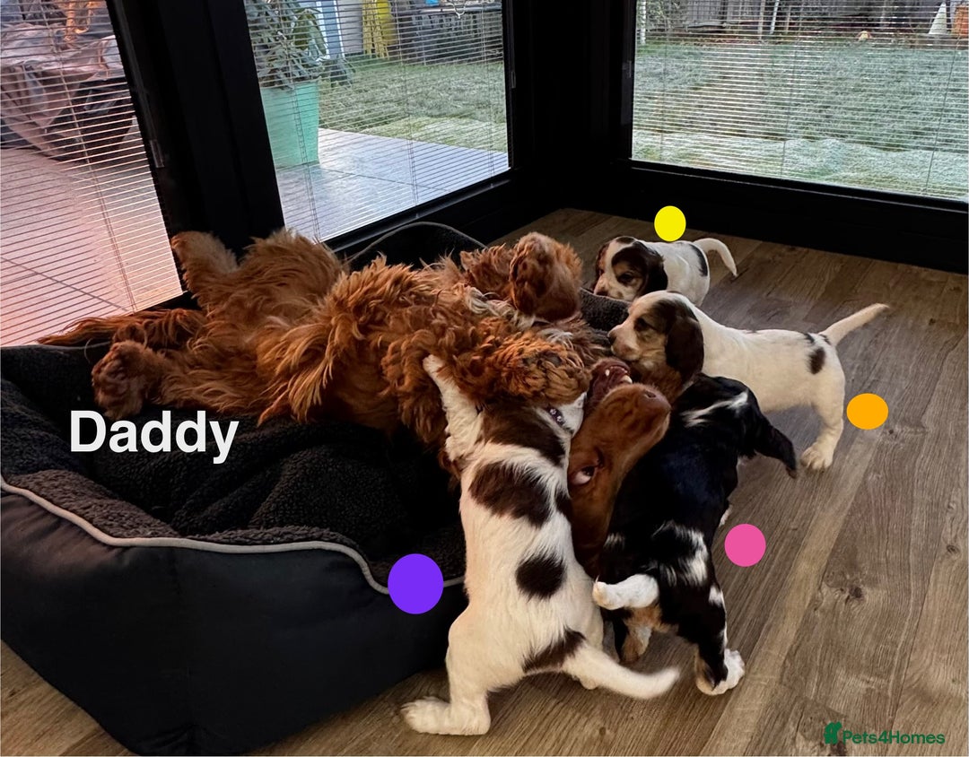 Cocker Spaniel dogs for sale: Fantastic Show / Working Cocker Spaniels - Advert 7