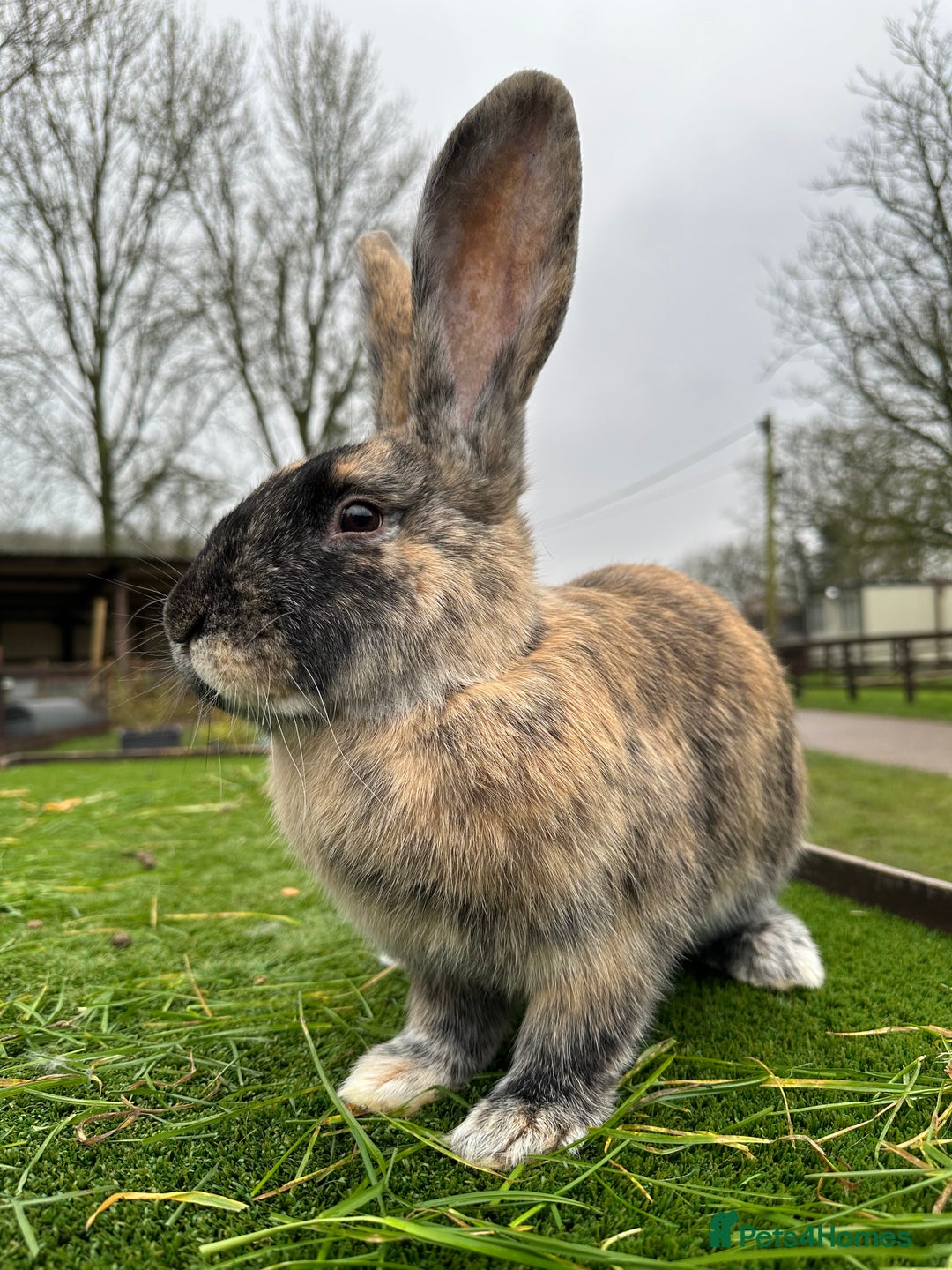Continental Giant rabbits for sale: Gorgeous Giant Continental Doe🐰🩷 - Image 1