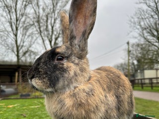 Continental Giant rabbits - Advert 23