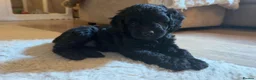 Mixed Breed dogs for sale: Miniature Poodle Cross Puppies – Family Raised - Advert 11