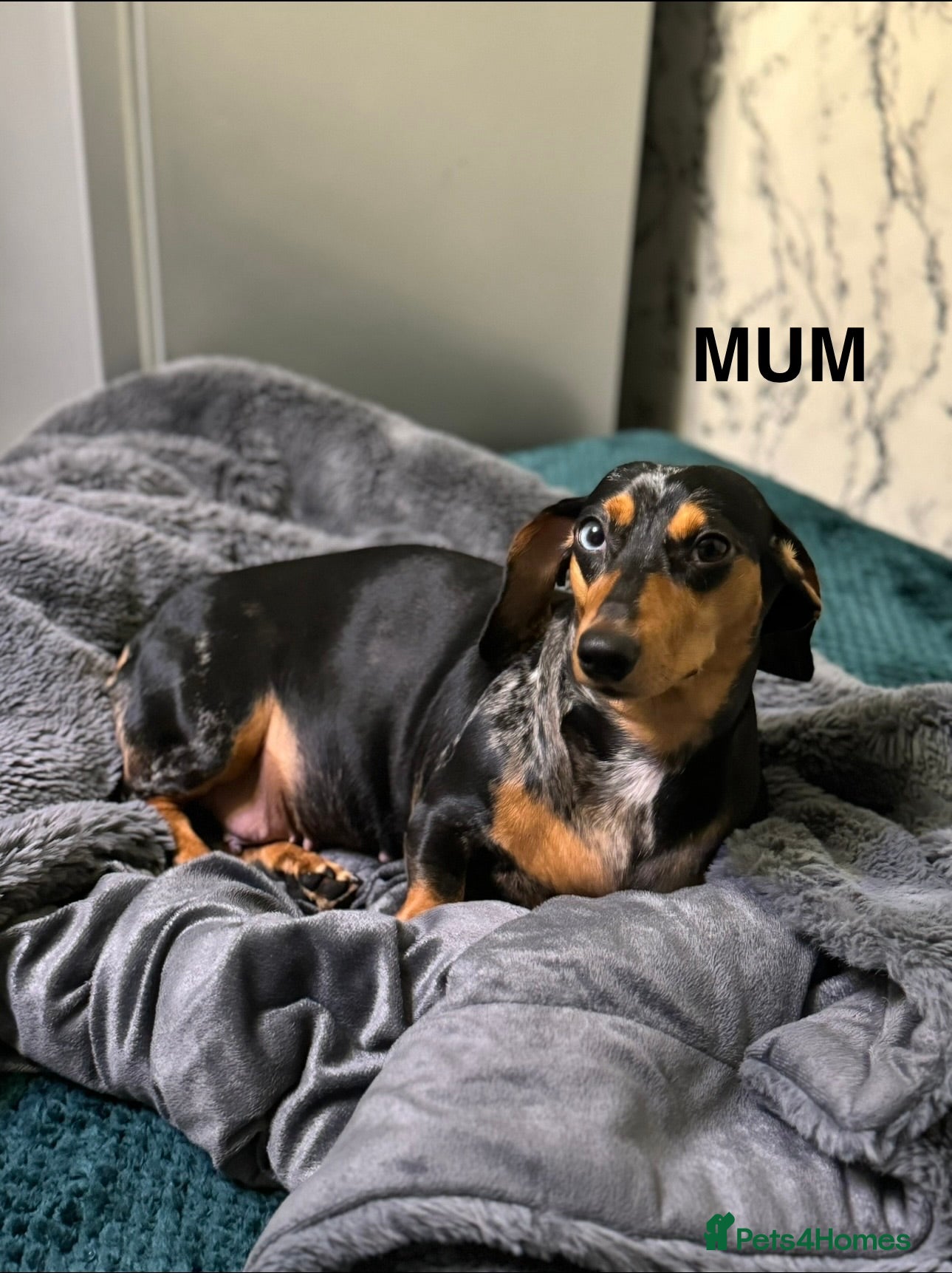 Dachshund dogs Last Black and Tan standard dachshund boy  - Advert 2