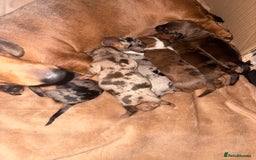Miniature Dachshund dogs for sale: Miniature dachshunds  - Image 2