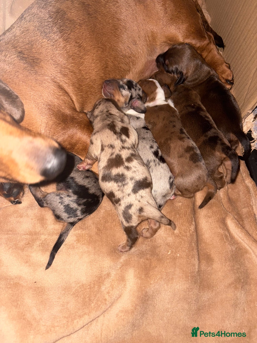 Miniature Dachshund dogs for sale: Miniature dachshunds  - Image 2