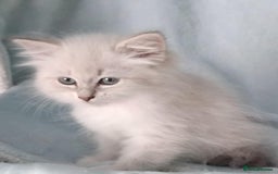 Siberian cats for sale: GCCF Registered Pure Siberian kittens For Sale.   - Image 11