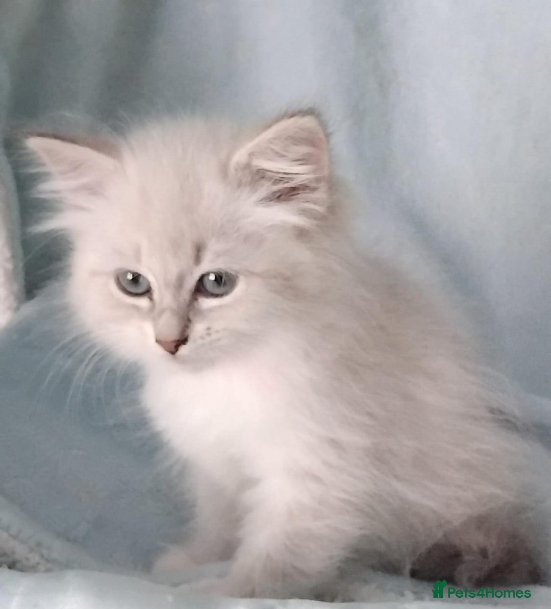 Siberian cats for sale: GCCF Registered Pure Siberian kittens For Sale.   - Image 11
