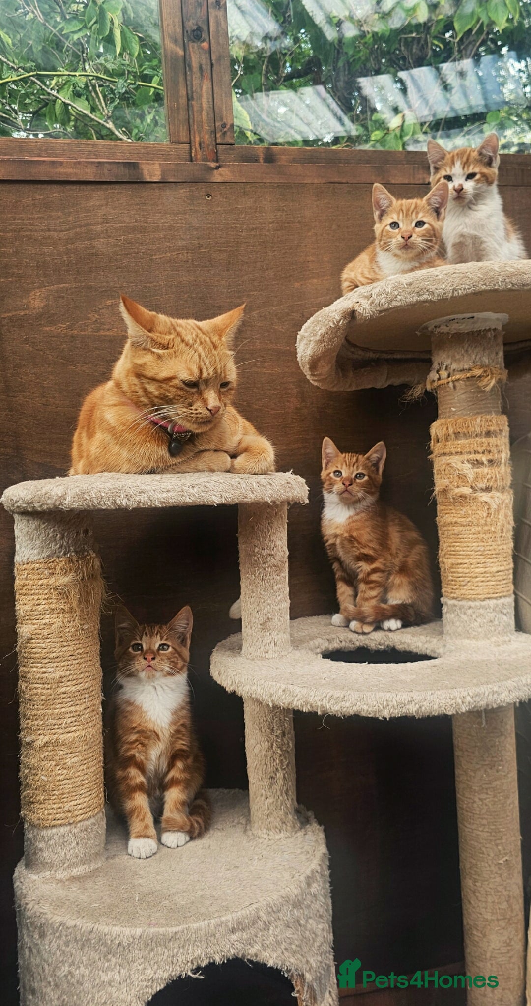 Mixed Breed cats for sale: 4 Ginger Kittens READY FOR A NEW HOME/WEST DRAYTO - Image 7