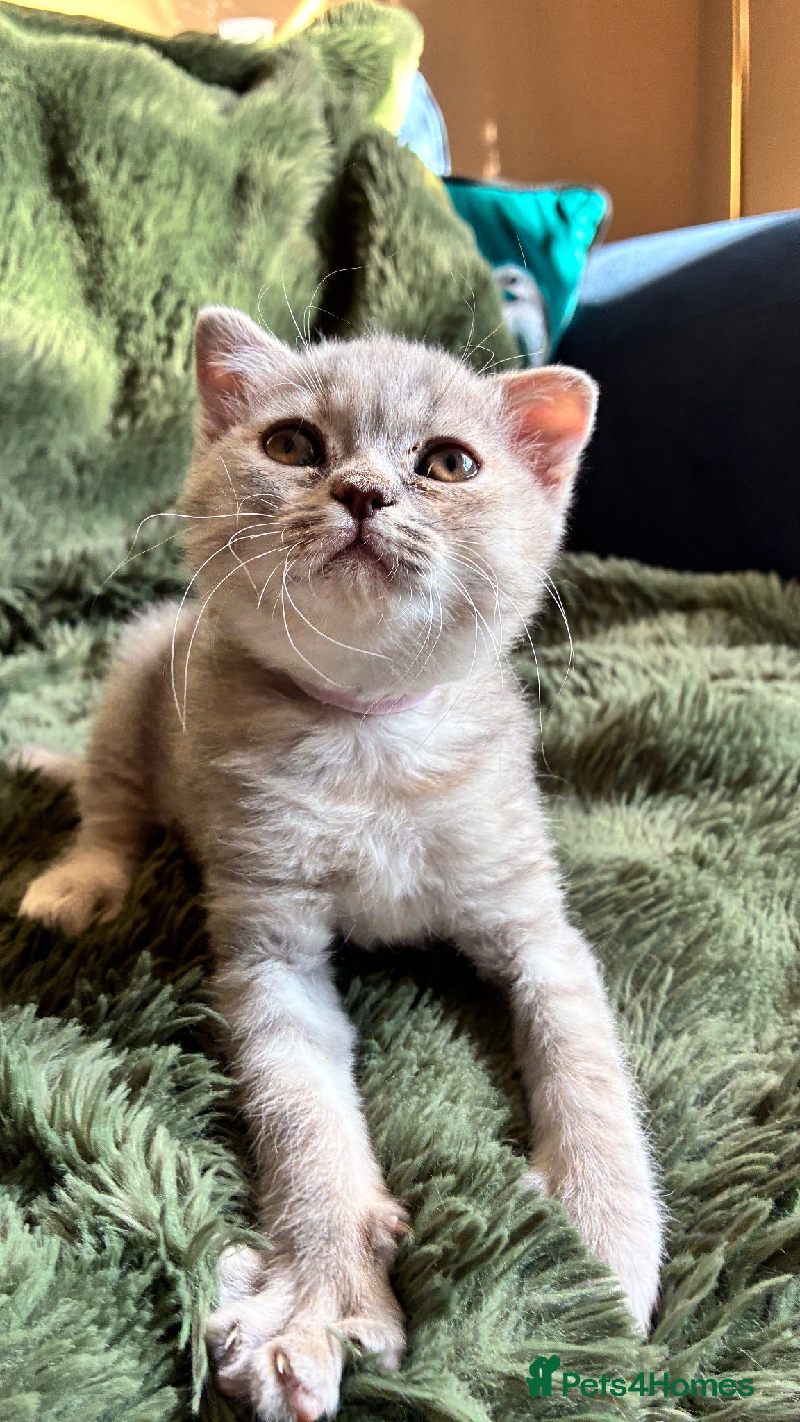 Scottish Fold cats Beautiful confident Scottish Fold/straight Kittens - Advert 1