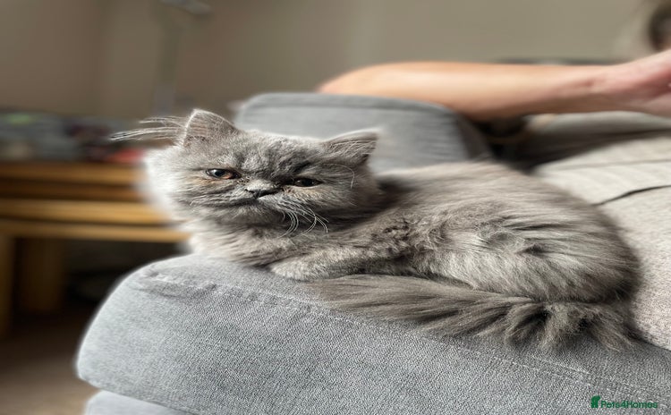 Ragdoll cats - Advert 1