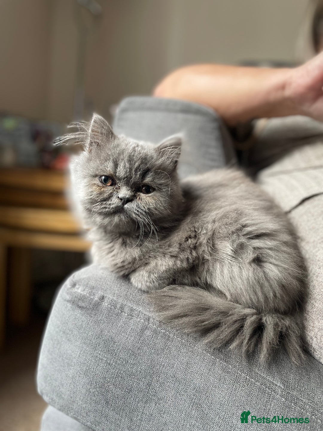 Ragdoll cats for sale: Ragdoll kitten  - Image 1