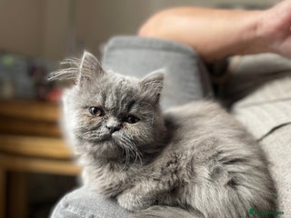 Ragdoll cats for sale - Advert 1