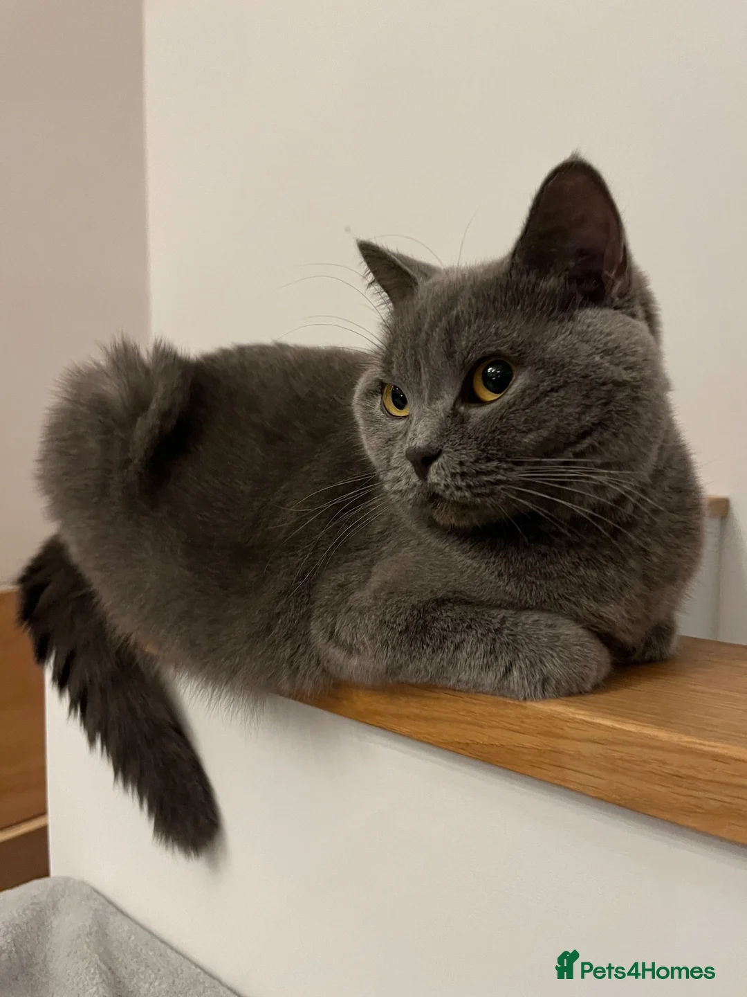 British Shorthair cats for sale: 4 years old gorgeous Blue BSH neutered girl  - Advert 2
