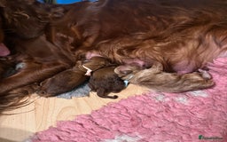 Irish Doodle dogs for sale: Gorgeous Miniature F1 Irish Doodles - Image 22