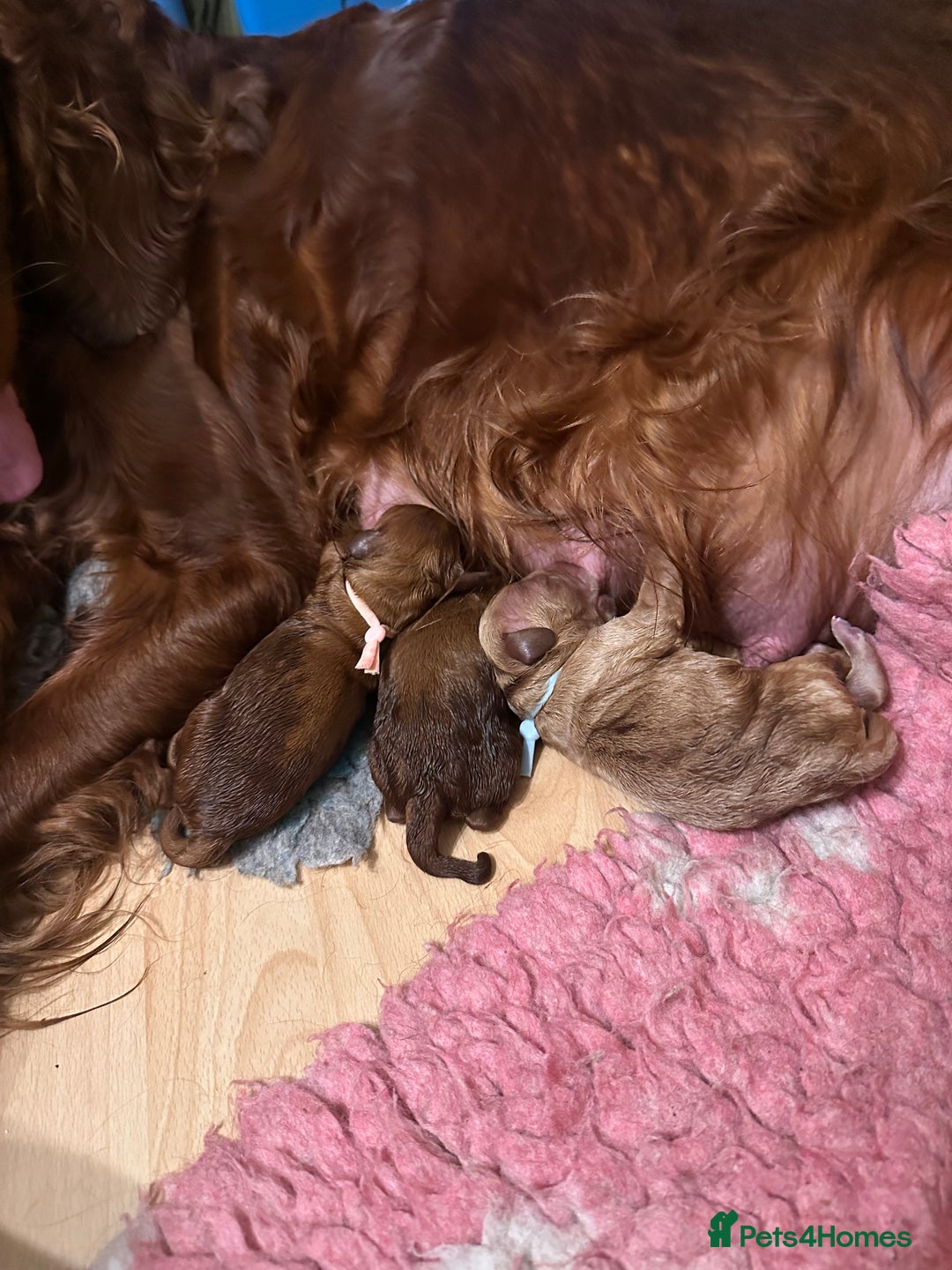 Irish Doodle dogs for sale: Gorgeous Miniature F1 Irish Doodles - Image 22