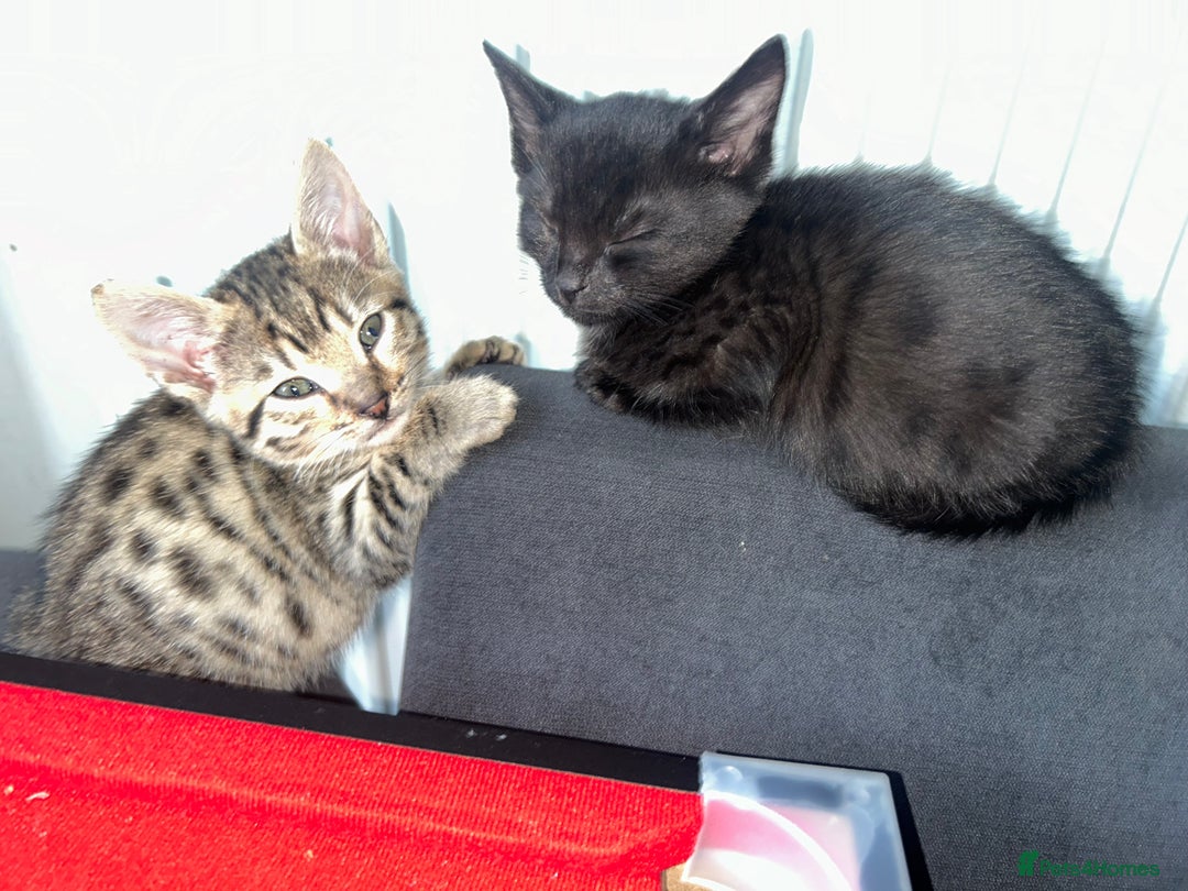 Savannah cats for sale: 2 black smoke savanna f3 - Advert 4