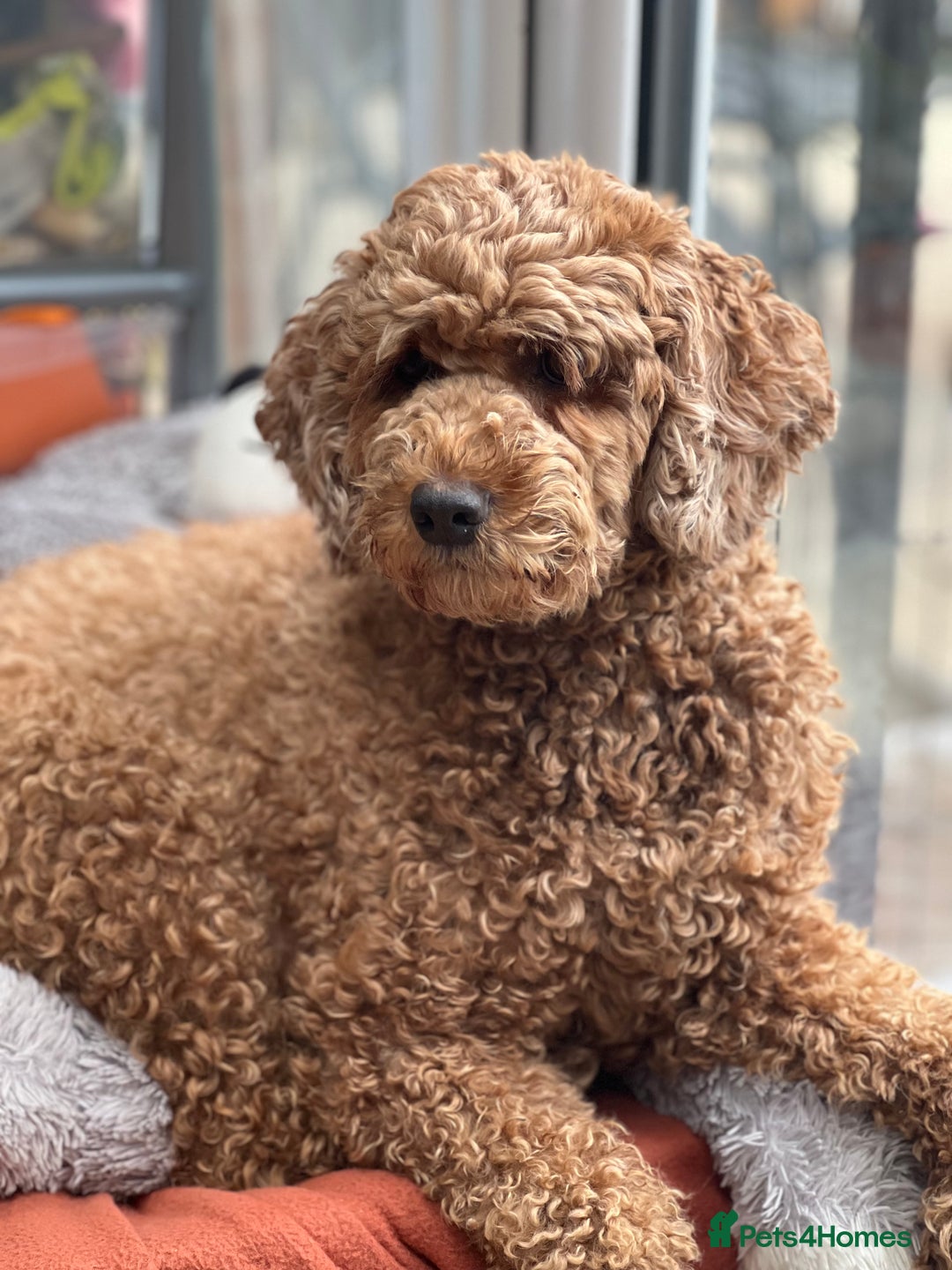 Gallery Image {{count}}