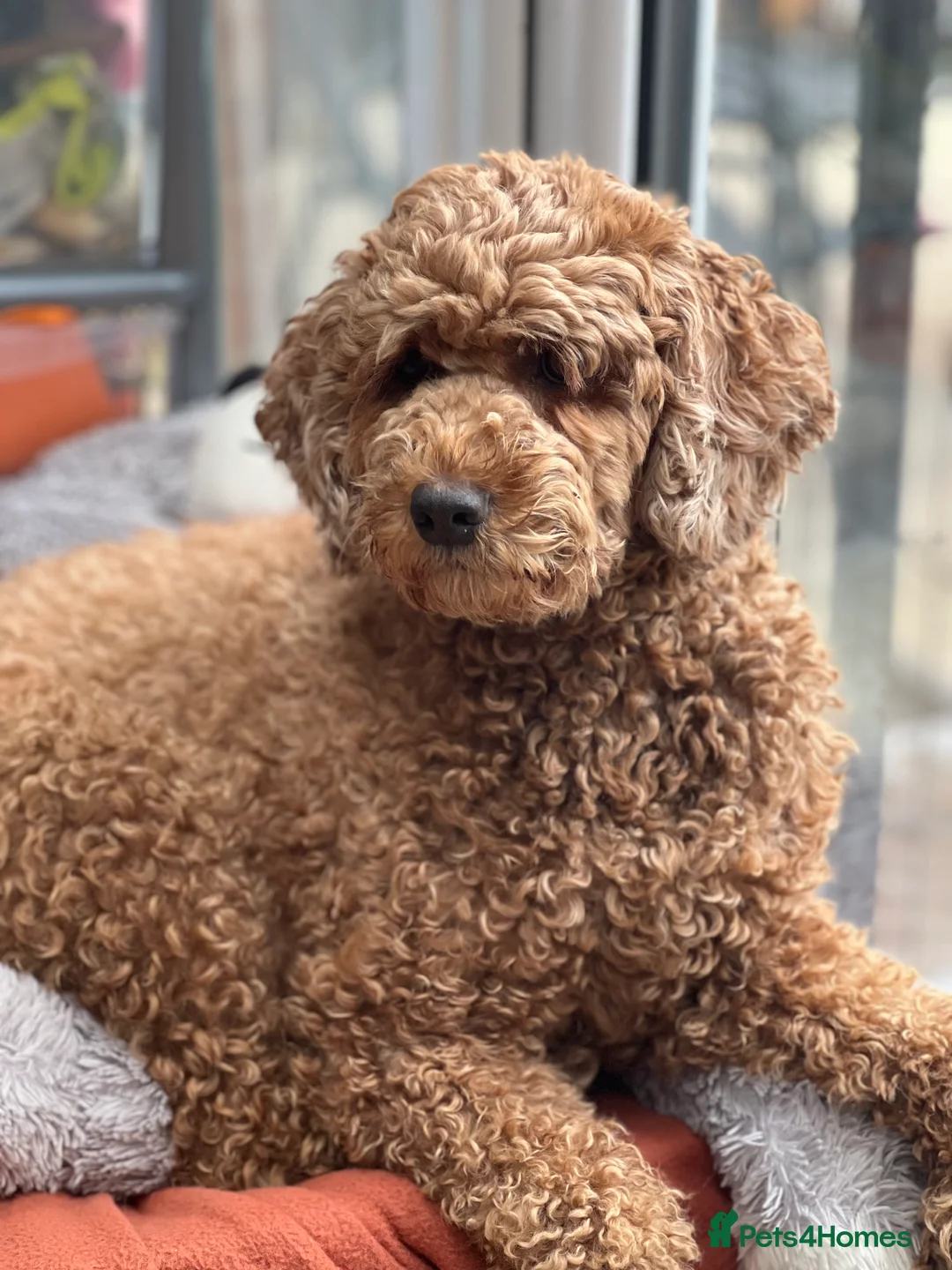 Gallery Image {{count}}