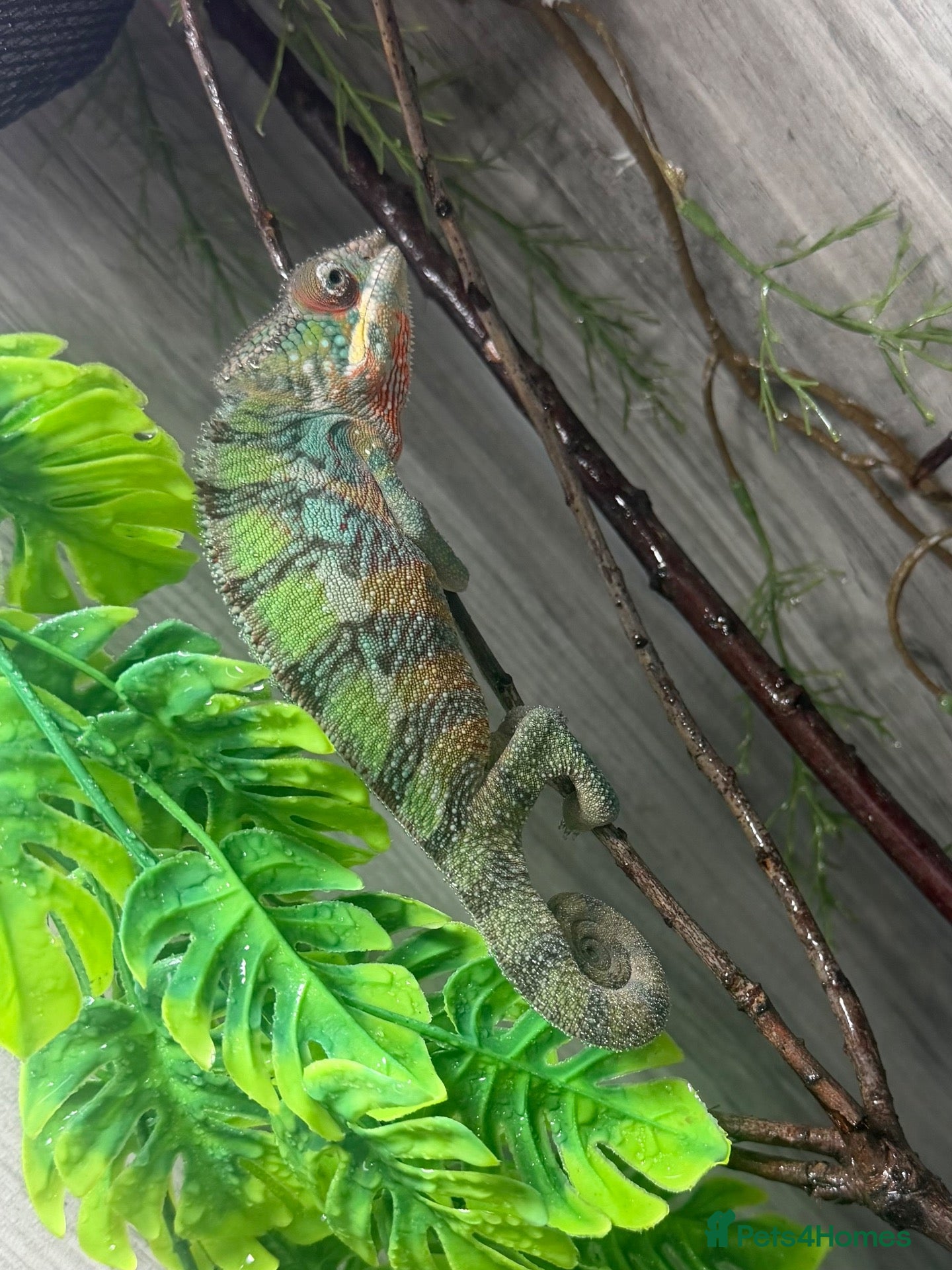 Chameleon reptiles Panther chameleon  - Advert 7