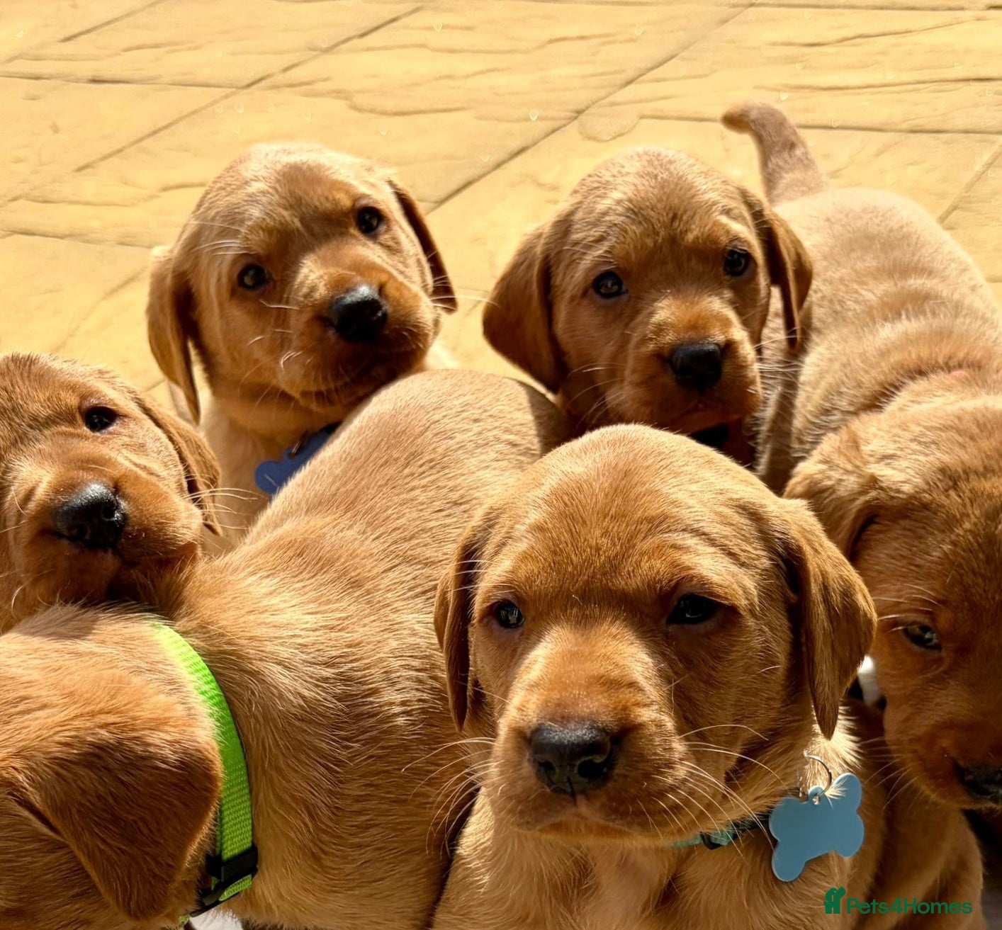 Labrador Retriever dogs KC DARK FOX RED LABRADOR PUPS READY 1 BOY, 1 GIRL - Advert 12