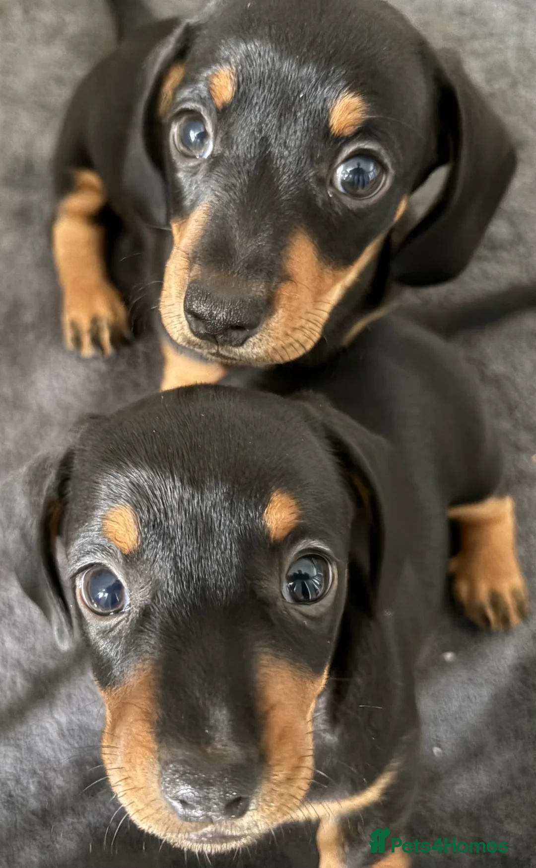 Miniature Dachshund dogs for sale: Stunning Miniature Dachshund Boys 💙 - Advert 2