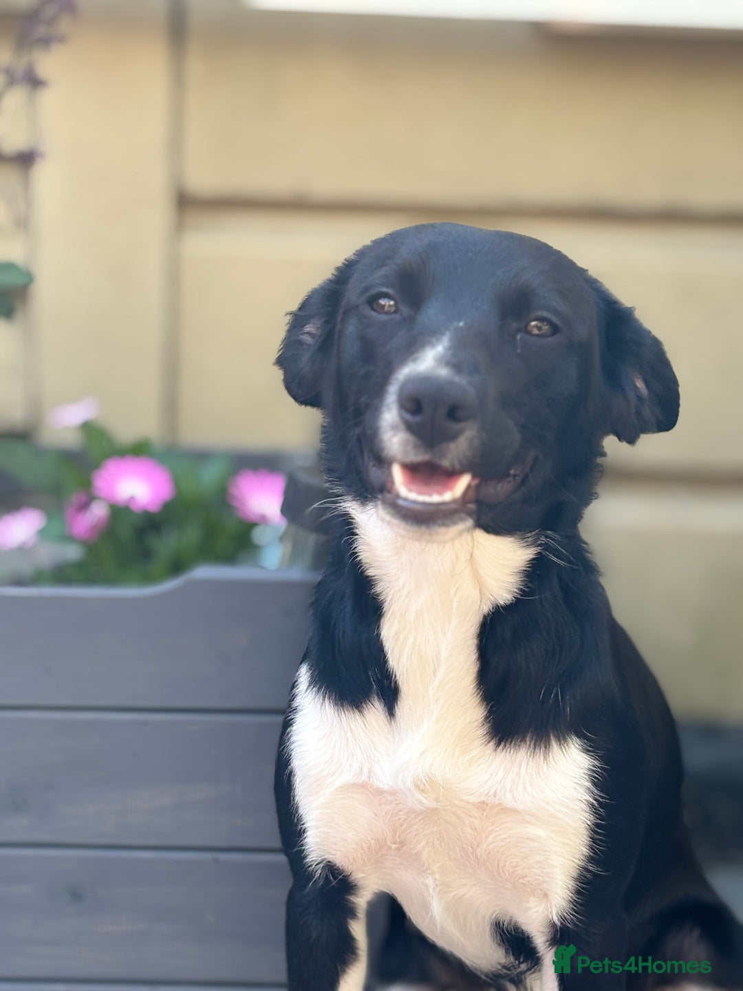 Sprollie dogs for sale: 9 month old sprollie - Image 2