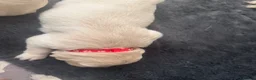 Golden Retriever dogs for sale: Beautiful Golden Retriever puppies - Advert 10