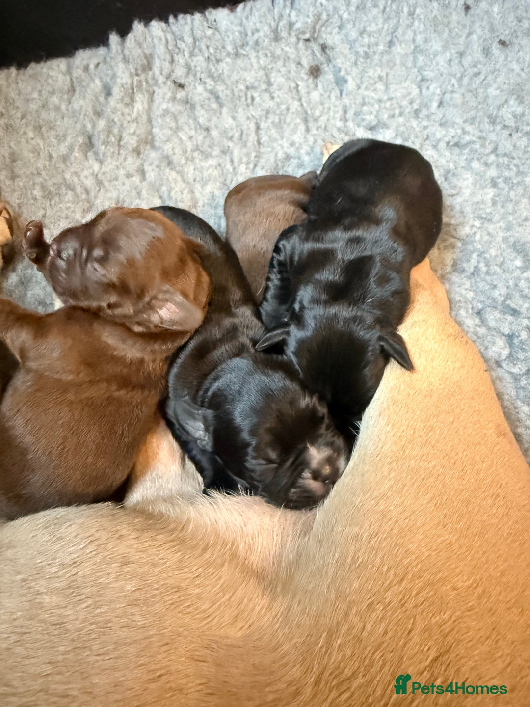 Mixed Breed dogs for sale: French bulldog cross puppies - Advert 13