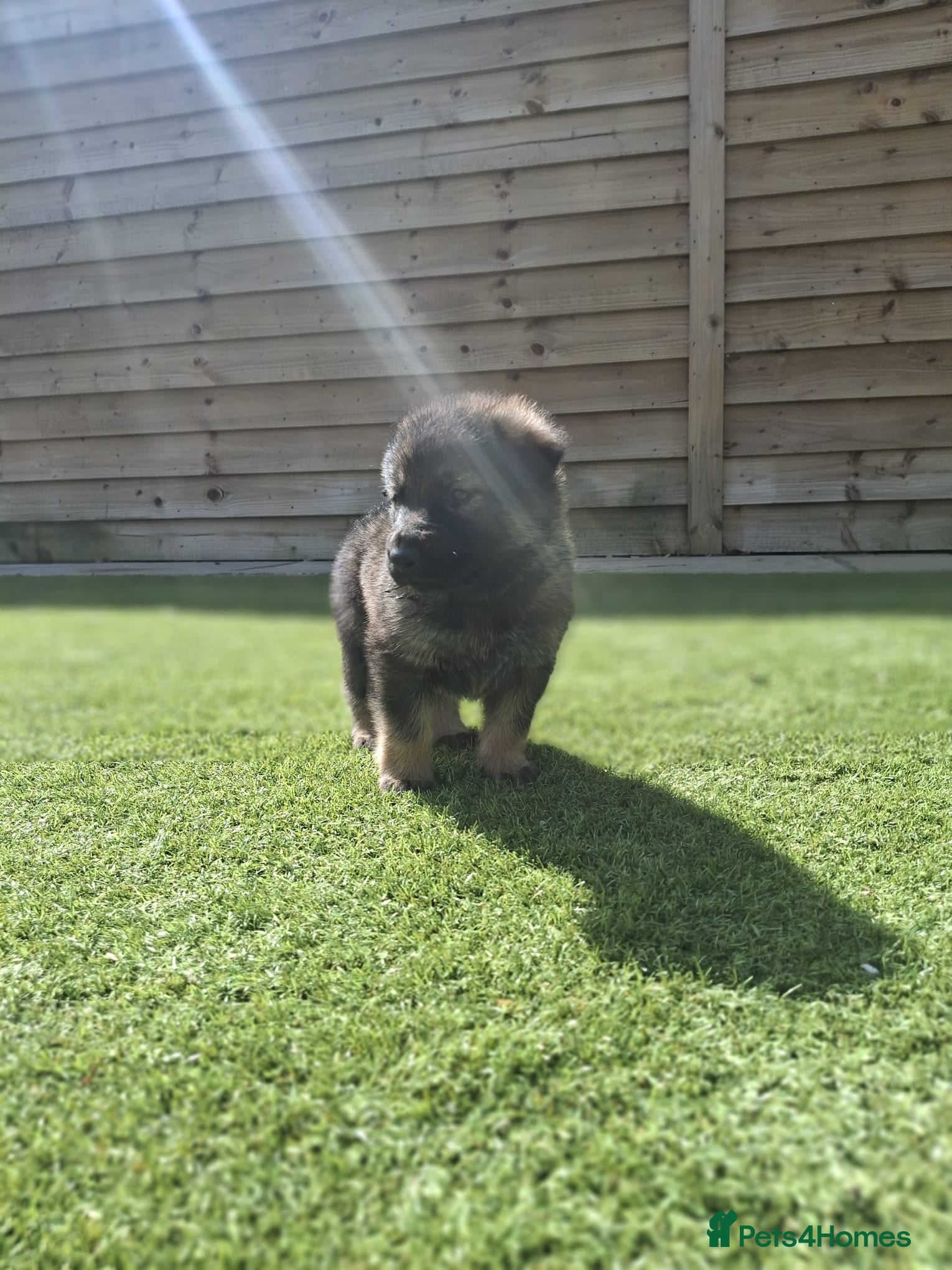 German Shepherd dogs 1 male and 1 female shepherd left  - Advert 1