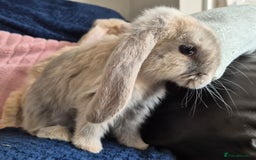 French Lop rabbits for sale: Frenchlops  - Image 7