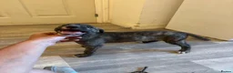 Mixed Breed dogs for sale: Bull cross x Weston cross lurcher  in Weston-super-Mare - Advert 4