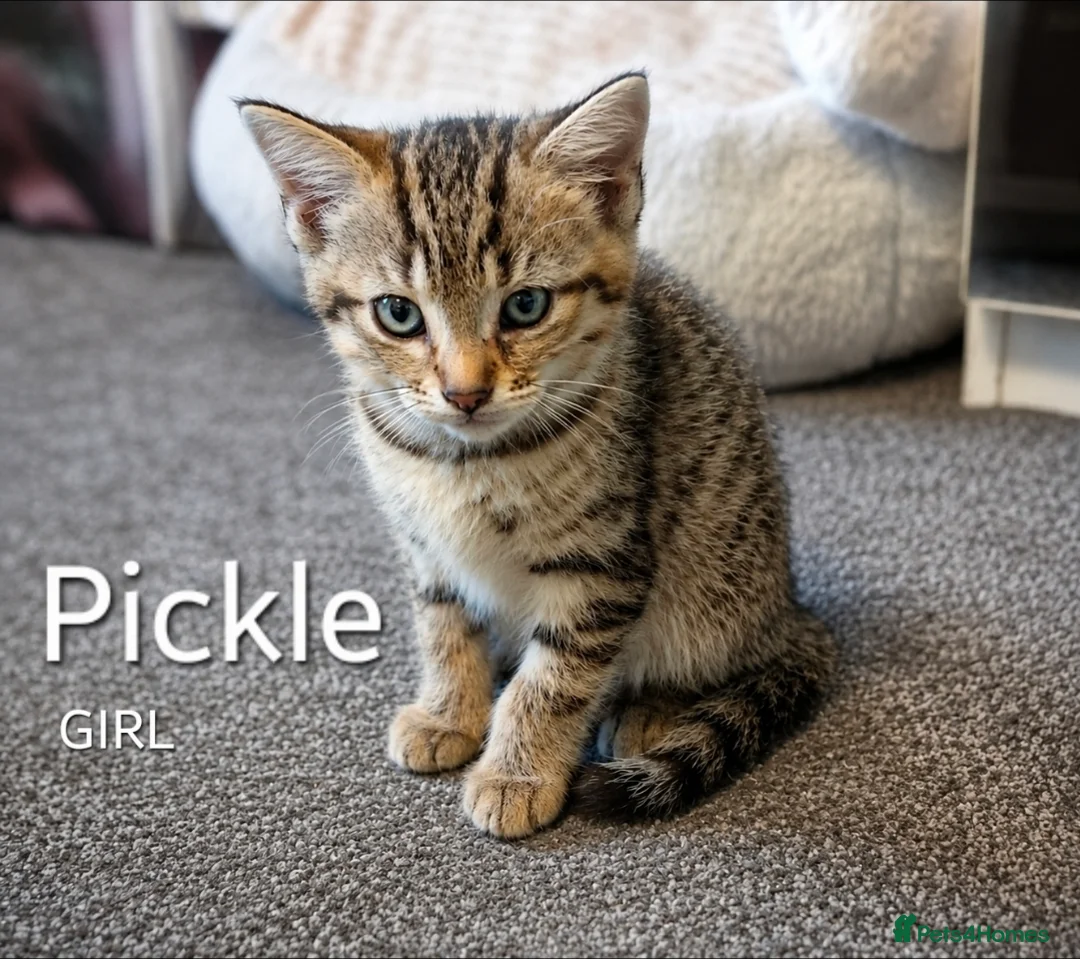 Mixed Breed cats for sale: Cute Tabby Kittens - Advert 2