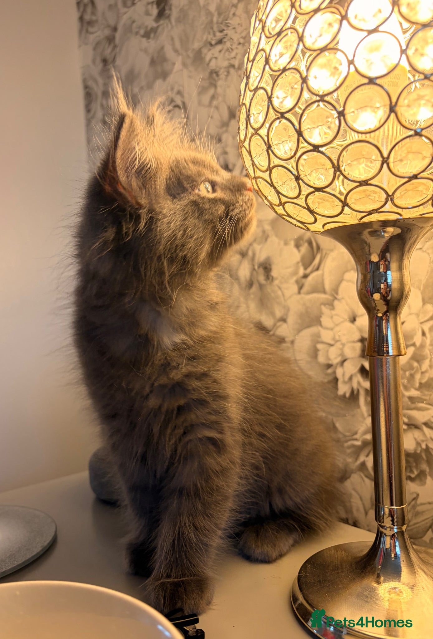 Ragcoon cats Last gorgeous Ragcoon ready for his forever home  - Advert 1