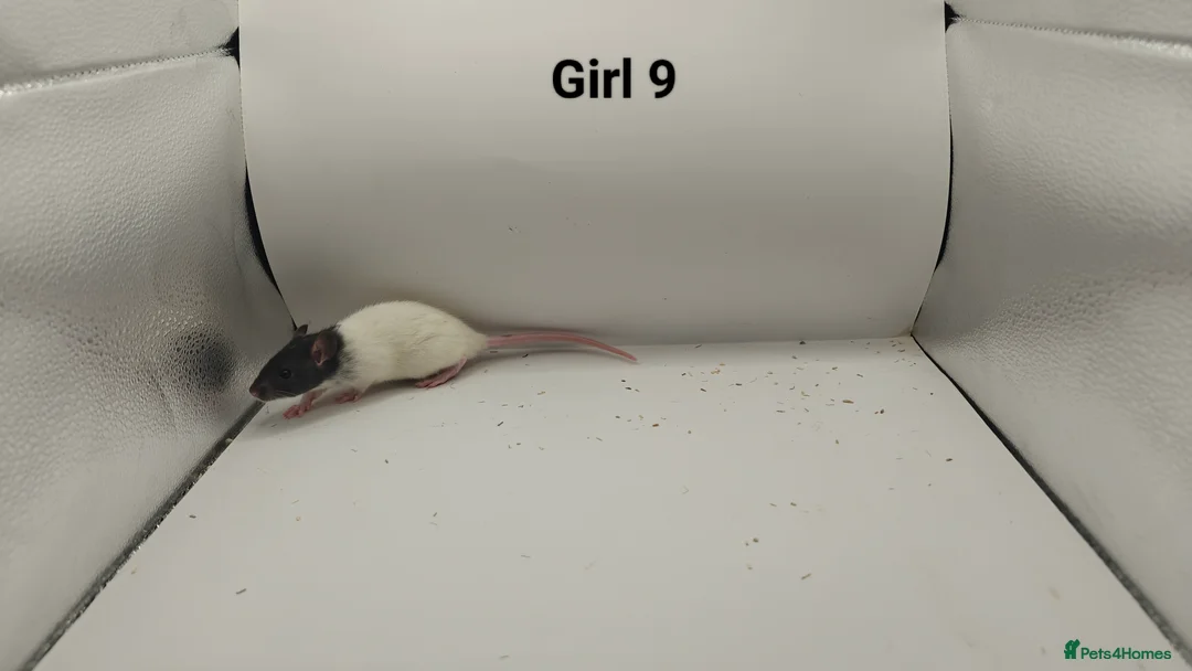 Rat rodents for sale: FEB: 20 Rats (13 Rats: 7 Boys & 6 Girls Left) - Advert 21