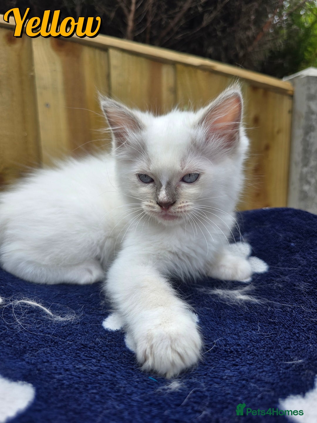 Ragdoll cats for sale: 🤍 STUNNING GCCF REGISTERED RAGDOLL KITTENS 🤍🤍 - Image 22