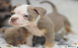 Old Tyme Bulldog dogs for sale: Why Settle for Less? 5⭐️Rated, 23 Years Experience - Image 2