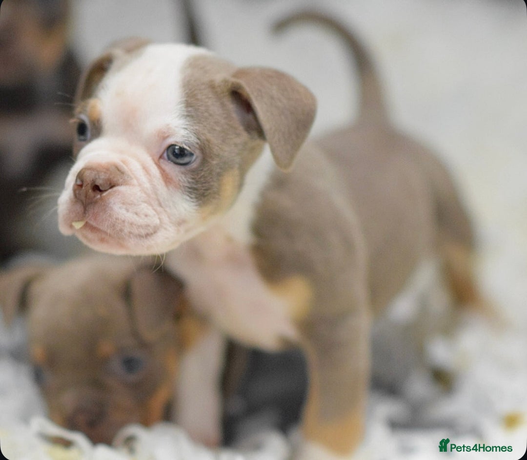 Old Tyme Bulldog dogs for sale: Why Settle for Less? 5⭐️Rated, 23 Years Experience - Image 2