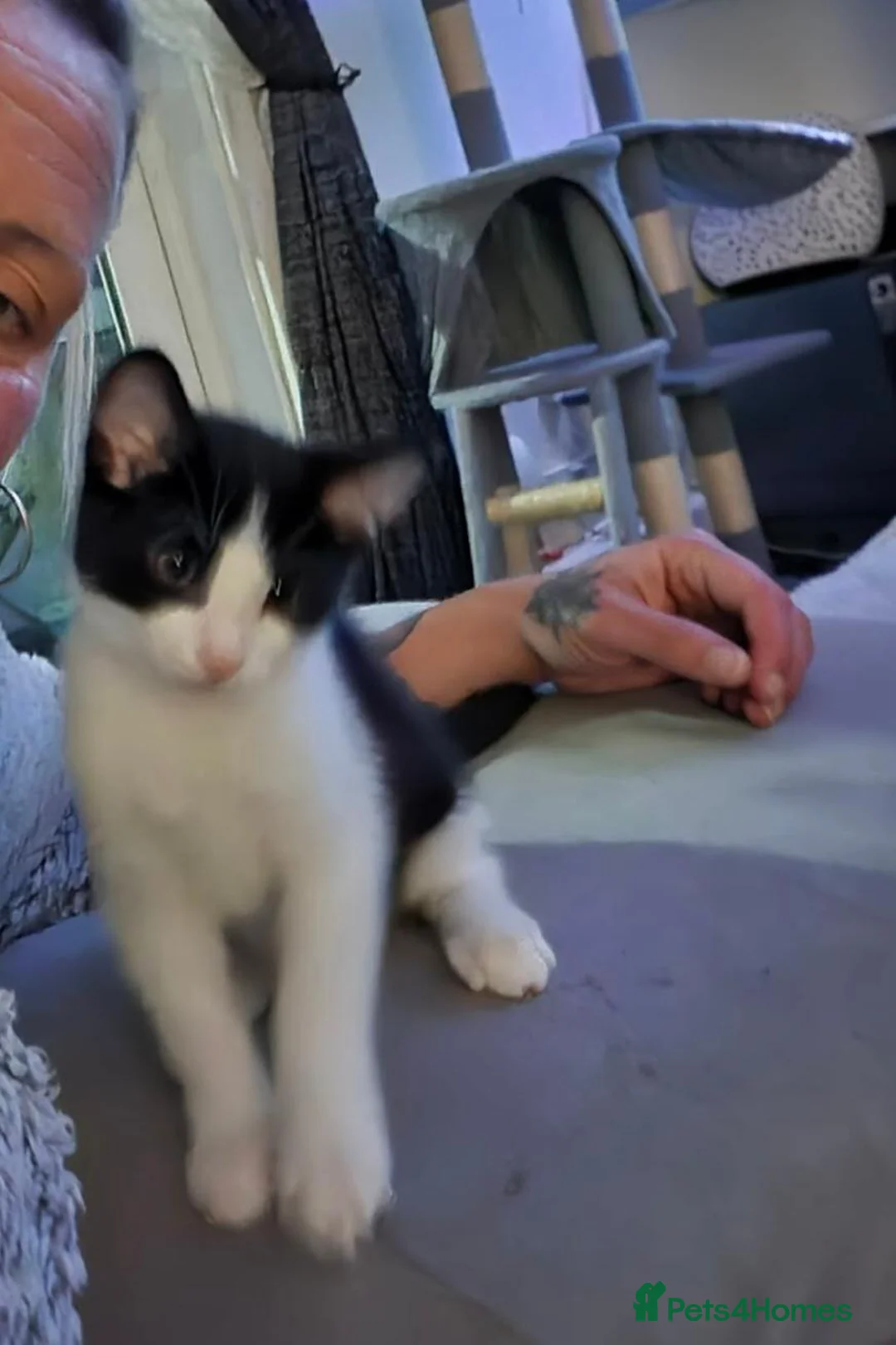 Mixed Breed cats for sale: Female black and white  in Plymouth - Advert 2