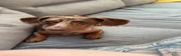 Dachshund dogs for stud: Stud  in Edenbridge - Advert 3