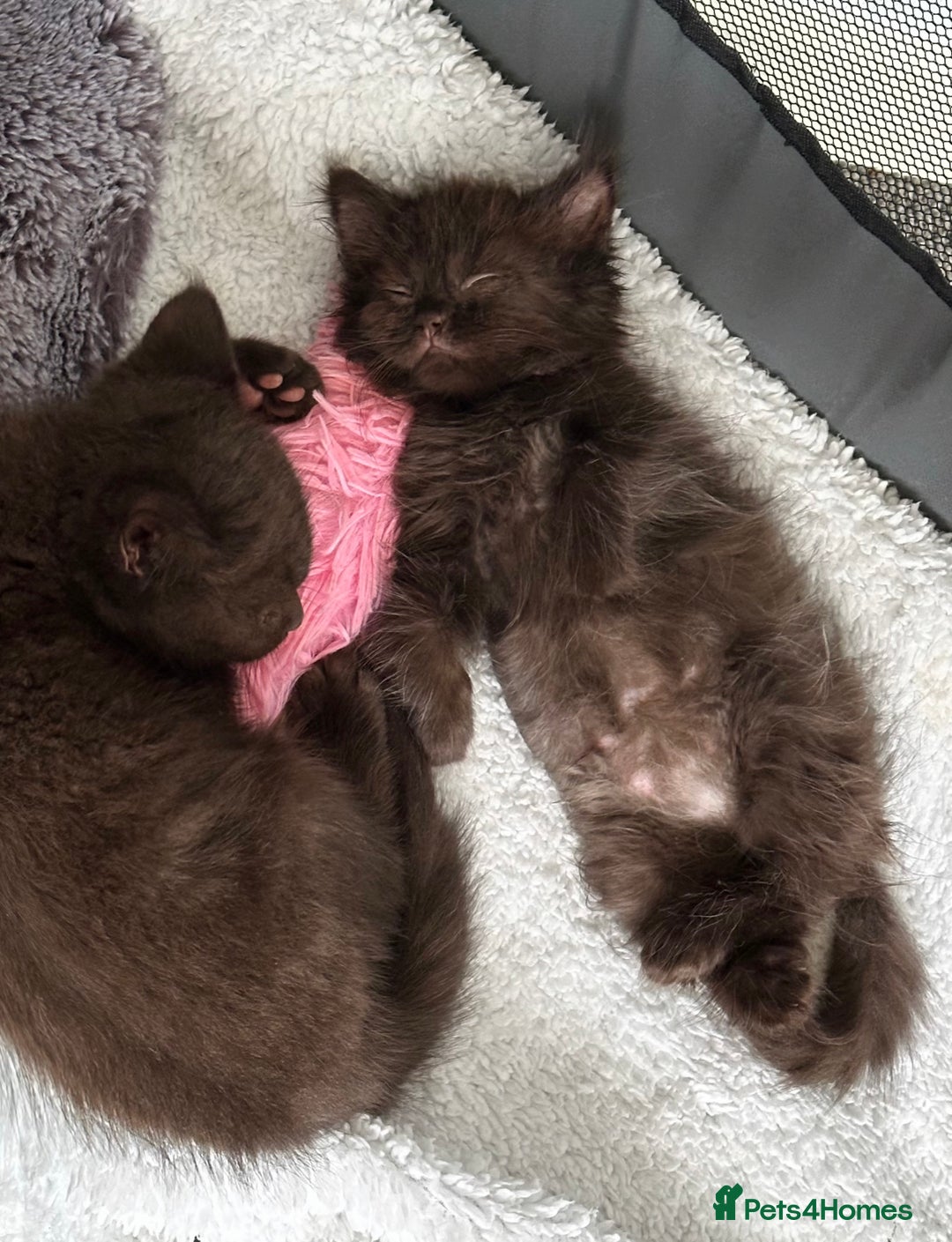 Mixed Breed cats for sale: BSH Ragdoll mix kittens - Advert 2