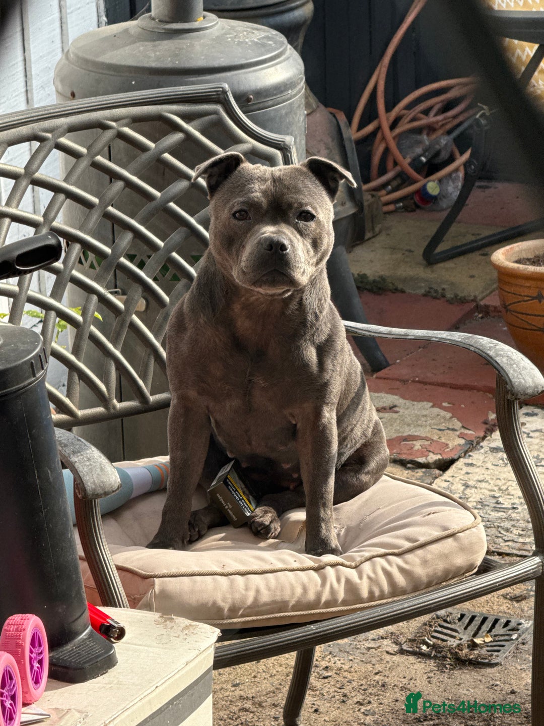 Staffordshire Bull Terrier dogs for sale: 6 Exclusive Champion blood Multi international - Image 4