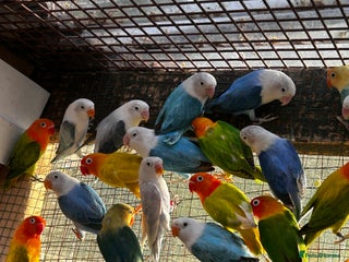 Lovebirds birds - Advert 1